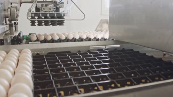 Машина сортировки свежих яиц на птицеферме — стоковое видео