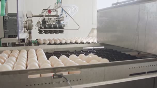Μηχάνημα διαλογής φρέσκα αυγά σε ένα αγρόκτημα κοτόπουλου — Αρχείο Βίντεο
