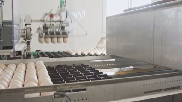 Maschine sortiert frische Eier in einer Hühnerfarm — Stockvideo