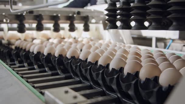 Machine sorting fresh eggs in a chicken farm — Stock Video
