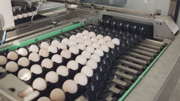 Tri à la machine d'œufs frais dans une ferme de poulets — Video