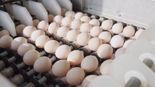 Máquina de clasificación de huevos frescos en una granja de pollos — Vídeo de stock