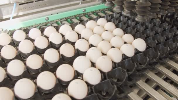 Machine verse eieren in een kippenboerderij sorteren — Stockvideo