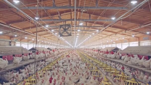 Grande ferme de poulets avec milliers de poules et de coqs — Video