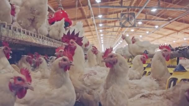 Gros plan des poulets dans une ferme de poulets à grande échelle — Video