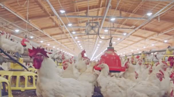 Gros plan des poulets dans une ferme de poulets à grande échelle — Video