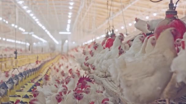 Close up de galinhas em uma granja de frango em grande escala — Vídeo de Stock