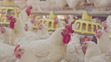 Tavuk çiftliği, tavuk ve horozlar thousends ile