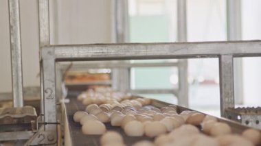 Konveyör bant bir büyük tavuk çiftliğinde yumurta