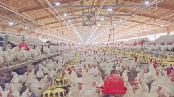 Grande ferme de poulets avec milliers de poules et de coqs — Video