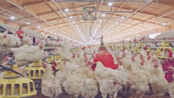 Hühnerfarm Mit Tausenden Hühnern Und Hähnen — Stockvideo