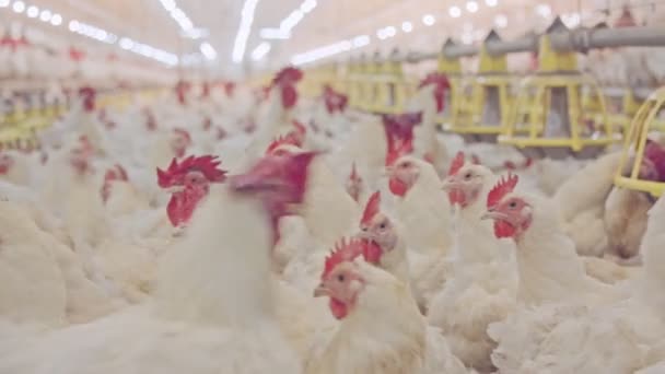 Große Hühnerfarm mit tausenden Hühnern und Hähnen — Stockvideo