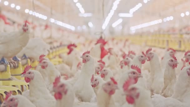 Büyük tavuk çiftliği, tavuk ve horozlar thousends ile — Stok video