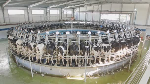 Vacas durante a ordenha em uma sala de ordenha rotativa em uma grande fazenda de laticínios — Vídeo de Stock