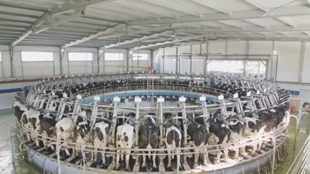 Krowy podczas doju w obrotowej dojarni w dużym gospodarstwie mleczarskim — Wideo stockowe