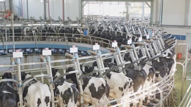 Αγελάδες κατά το άρμεγμα σε περιστροφικό αρμεκτήριο σε μεγάλη γαλακτοκομική εκμετάλλευση — Αρχείο Βίντεο