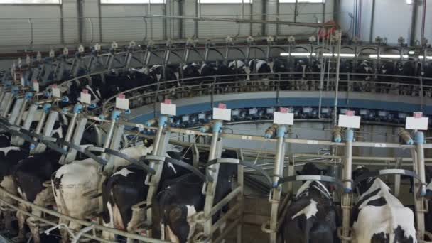 Tehenek fejés közben egy rotációs fejőszalonban egy nagy tejgazdaságban — Stock videók