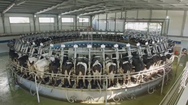 Vacas durante a ordenha em uma sala de ordenha rotativa em uma grande fazenda de laticínios — Vídeo de Stock