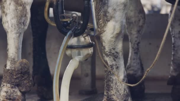 Vacas durante a ordenha em uma sala de ordenha rotativa em uma grande fazenda de laticínios — Vídeo de Stock