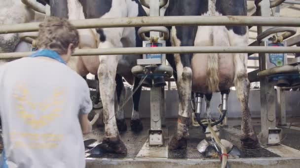 Salón Ordeño Rotatorio Una Gran Granja Lechera — Vídeos de Stock