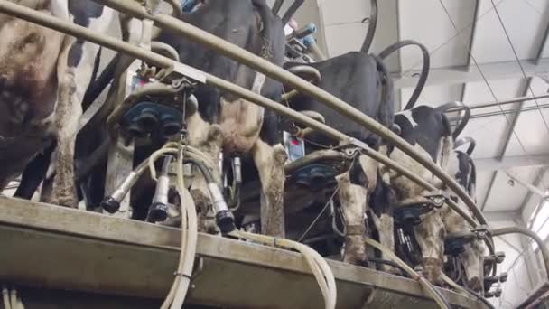 Vacas durante el ordeño en una sala de ordeño rotatorio en una granja lechera grande — Vídeos de Stock