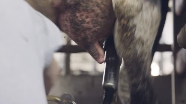 关闭一个工人挤奶在奶牛场上的奶牛 — 图库视频影像