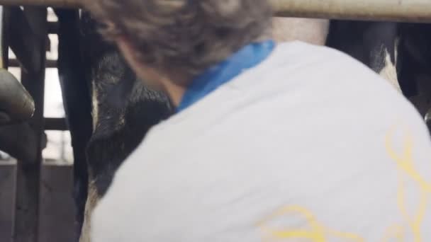 Close up on a worker milking cows on a dairy farm — Stock Video