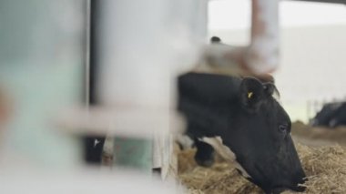 İstikrarlı bir süt çiftlikte büyük bir yemek saman süt inekleri