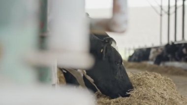 İstikrarlı bir süt çiftlikte büyük bir yemek saman süt inekleri