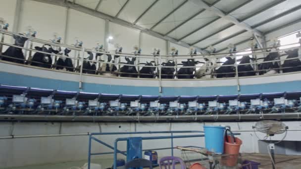 Коровы во время доения в роторном доильном зале на большой молочной ферме — стоковое видео