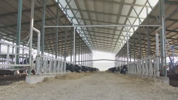 Dairy cows eating hay in a large stable on a dairy farm — Stock Video