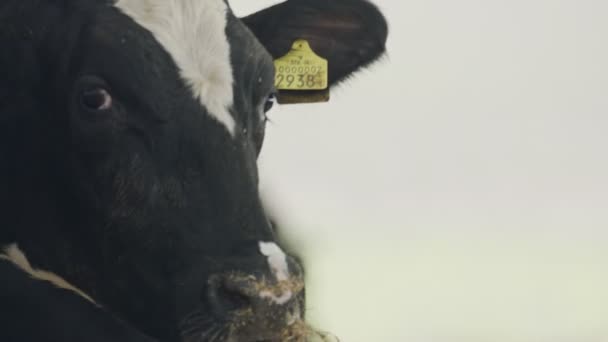 Vaches laitières mangeant du foin dans une grande étable d'une ferme laitière — Video