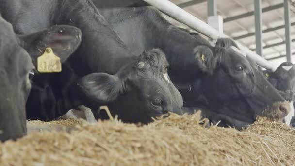 乳用牛、酪農家で大きな馬小屋で食べる干し草 — ストック動画