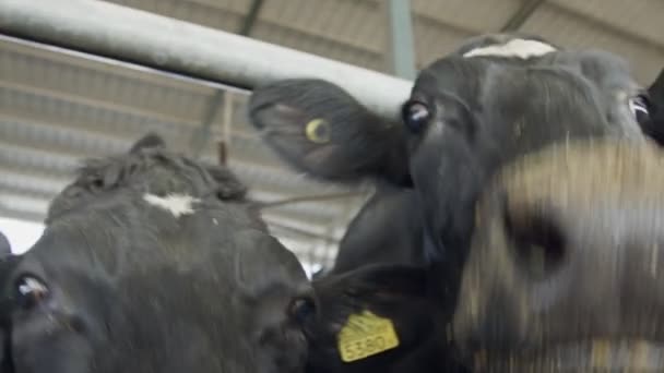 Close up of dairy cows in a stable — Stock Video