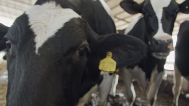 Κοντινό πλάνο των γαλακτοφόρων αγελάδων σε ένα σταθερό — Αρχείο Βίντεο