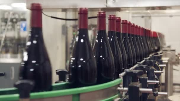 Bottiglie di vino rosso su nastro trasportatore in una fabbrica di imbottigliamento . — Video Stock