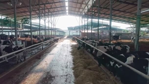 Carne Πλάνο Της Τρώει Ένα Μεγάλο Αγρόκτημα Γαλακτοπαραγωγής Αγελάδων — Αρχείο Βίντεο