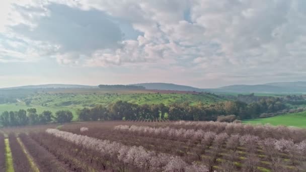 Aerial Strzał Nad Drzewami Migdałowymi Zielonych Wzgórz Okolicy — Wideo stockowe