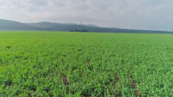 Низковысотные Воздушные Съемки Зеленого Пшеничного Поля Севере Израиля — стоковое видео