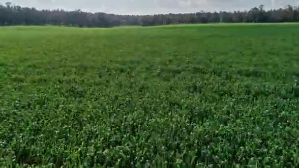 Низковысотные Воздушные Съемки Зеленого Пшеничного Поля Севере Израиля — стоковое видео
