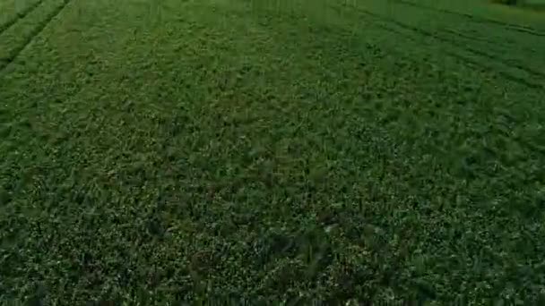 以色列北部一片绿色麦田的低空空中镜头 — 图库视频影像