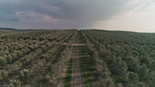 以色列一个大型橄榄种植园上空的空中画面 — 图库视频影像