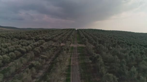 イスラエル共和国の大きなオリーブのプランテーションに空中映像 — ストック動画