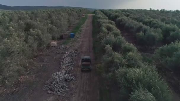 Съемки Воздуха Большой Оливковой Плантации Израиле — стоковое видео