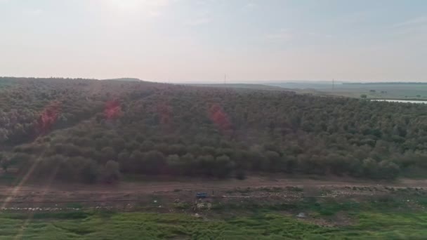 Images Aériennes Sur Une Grande Plantation Oliviers Israël — Video