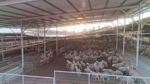 羊の何百もの羊牧場のドローンを追跡撮影 — ストック動画