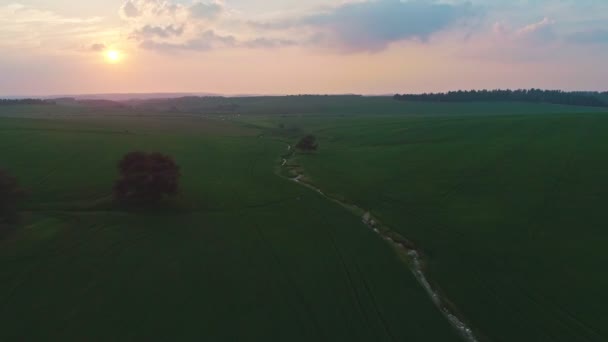 Långsam Antenn Skott Som Flyger Över Veteåker Solnedgången — Stockvideo