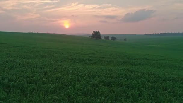 Повільний Повітряний Постріл Літає Над Пшеничним Полем Під Час Заходу — стокове відео