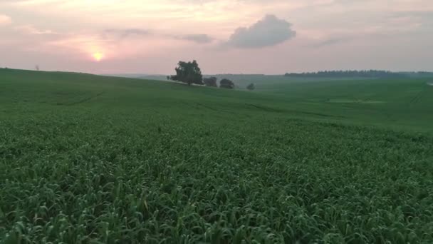Bir Buğday Alanı Günbatımı Sırasında Uçan Yavaş Hava Atış — Stok video
