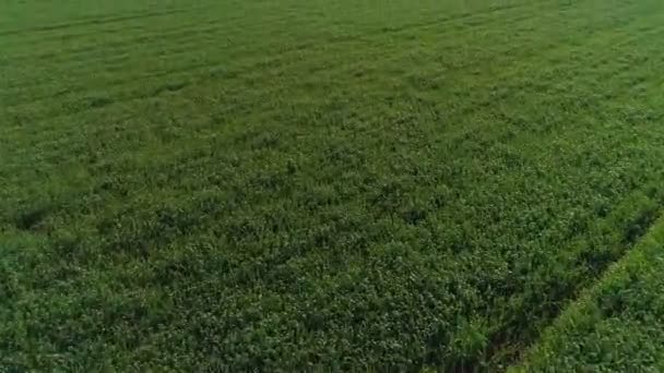 Imágenes Aéreas Baja Altitud Campo Trigo Verde Norte Israel — Vídeo de stock